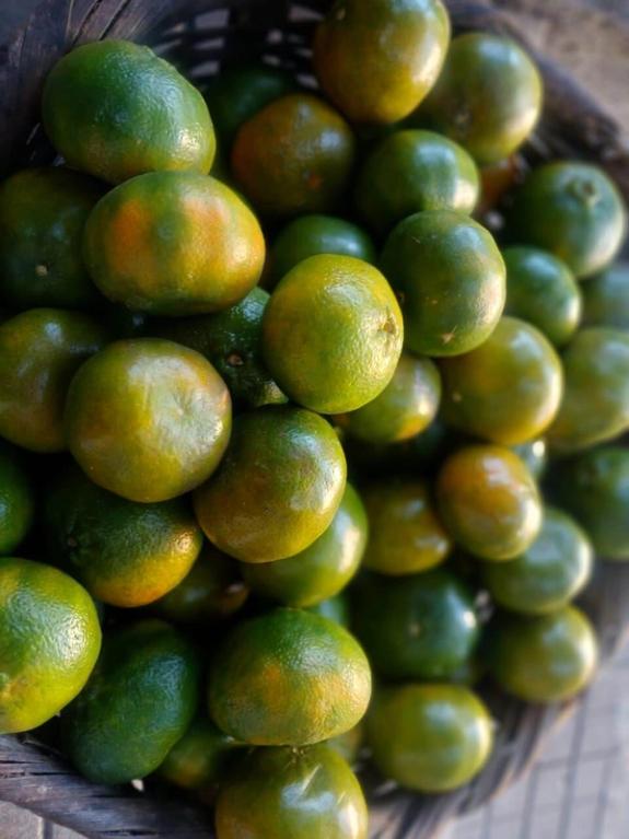 Fox Fodder Flowers image grid container slide 22