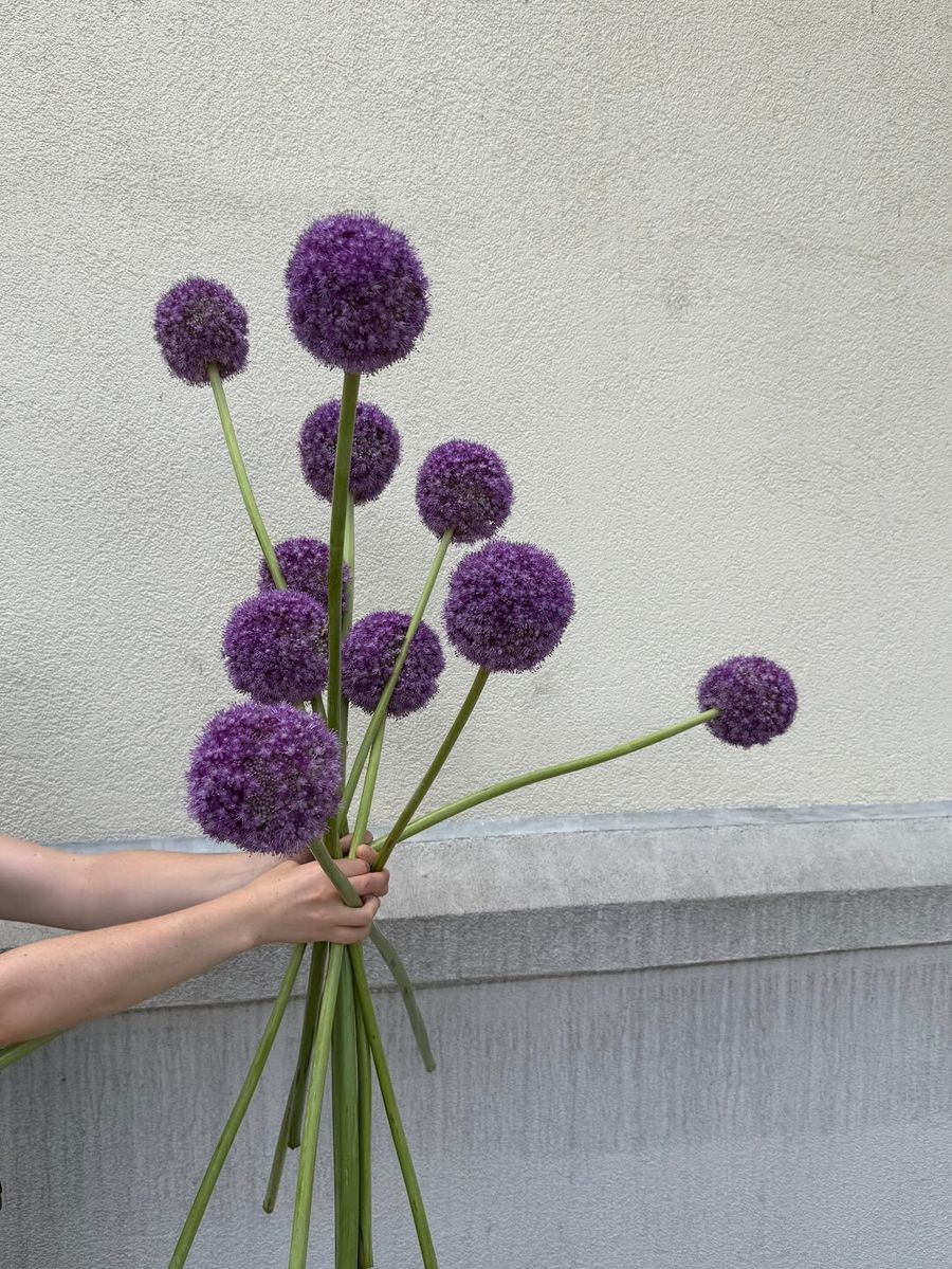 Product image in gallery for Giganteum Allium | Item 2