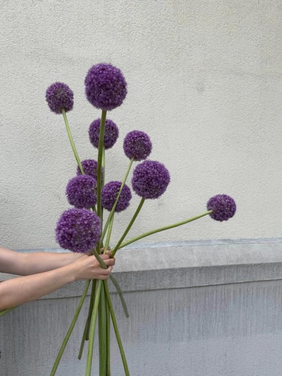 Hover Image of Giganteum Allium