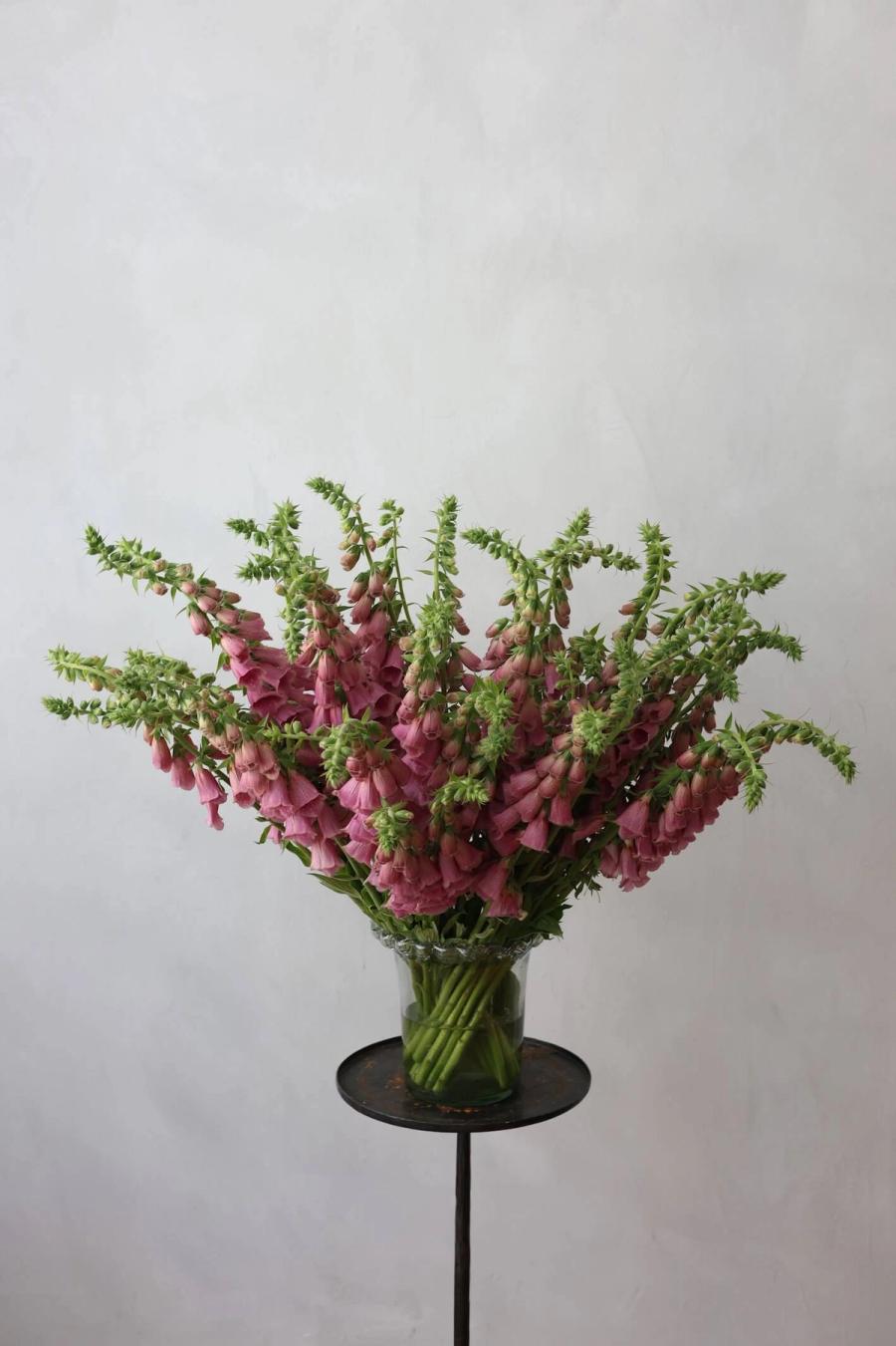 Product image in gallery for Foxglove Mertonensis Strawberry in Campo di Fiori Vase | Item 1