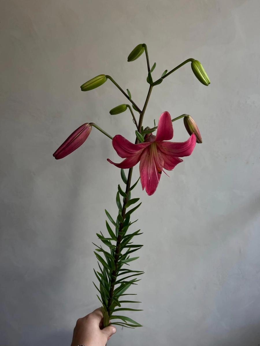 Product image in gallery for Pink Flight Lilies | Item 1