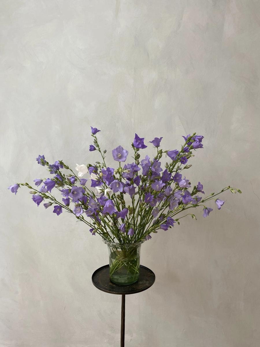 Product image in gallery for Campanula Telham Beauty | Item 1