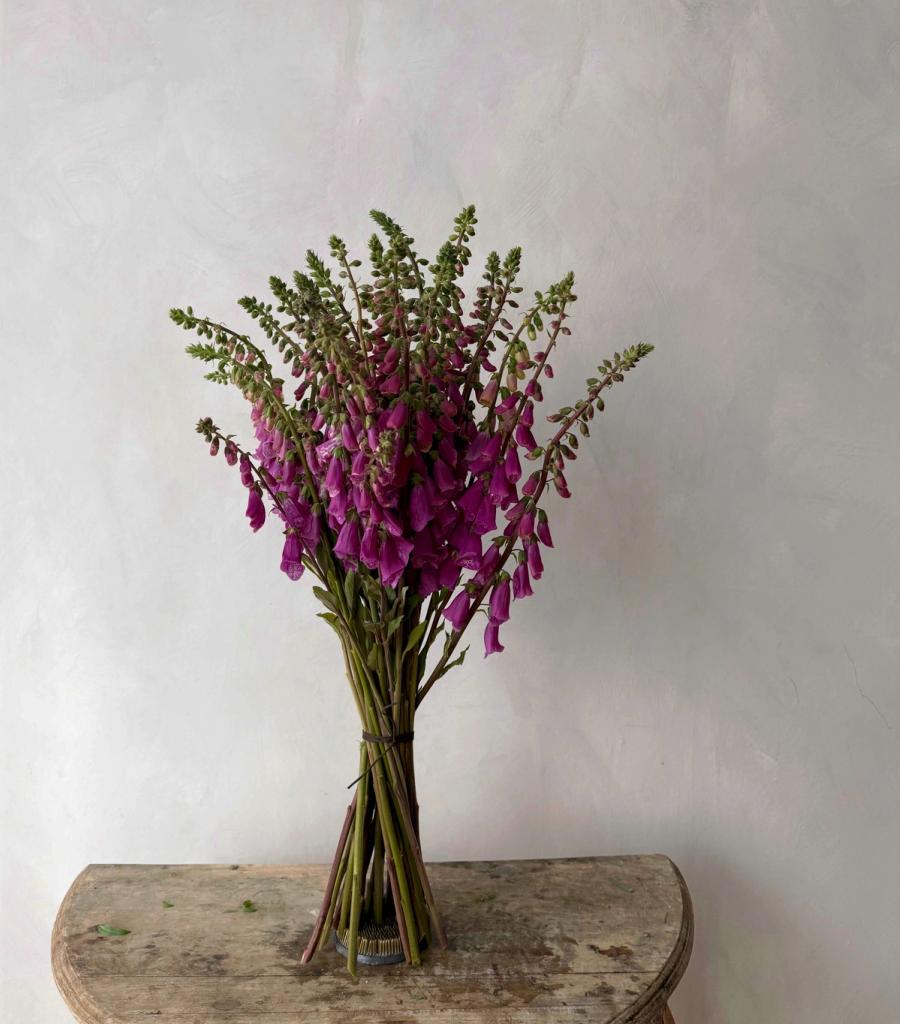 Product image in gallery for Foxglove-Wild Cascades | Item 2