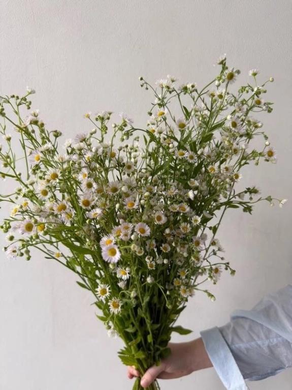 Fox Fodder Flowers image grid container slide 71