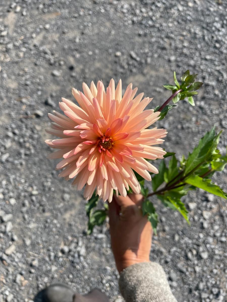 Product image in gallery for Peach Fuzz Dahlias | Item 1
