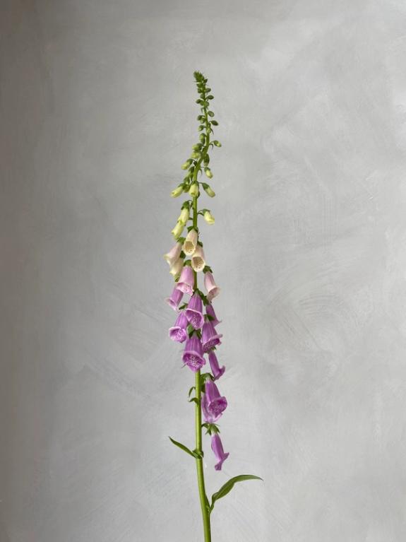 Hover Image of Camelot Lavender Foxglove