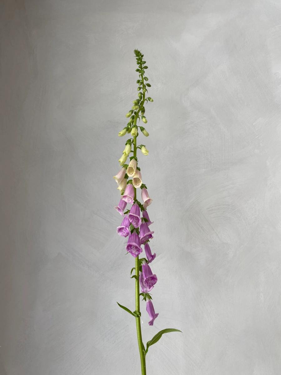 Product image in gallery for Camelot Lavender Foxglove | Item 2