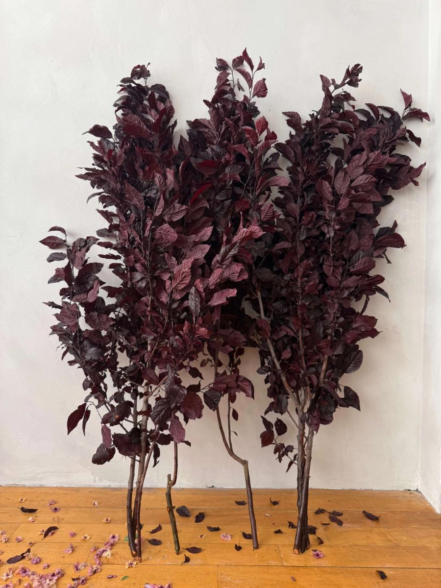 Product image in gallery for Plum Branches | Item 1