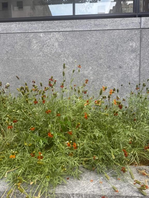 Fox Fodder Flowers image grid container slide 40