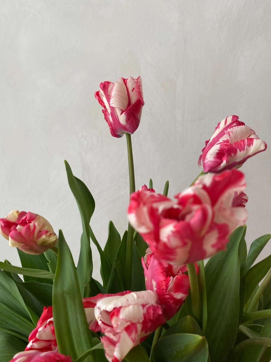 Product image in gallery for Estella Rinjveld Tulips on the bulb | Item 2