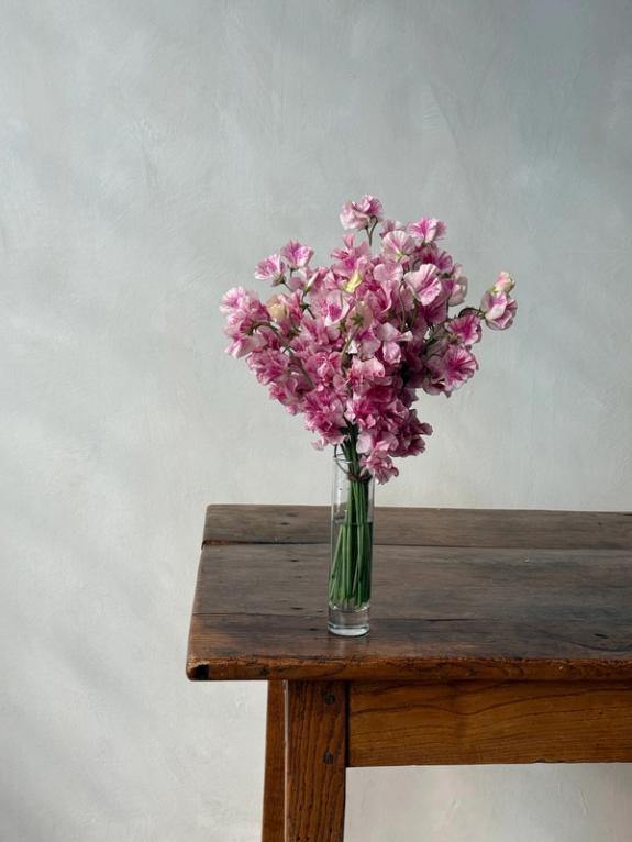 Hover Image of Koi Kasumi Pink & White Japanese Sweet Pea