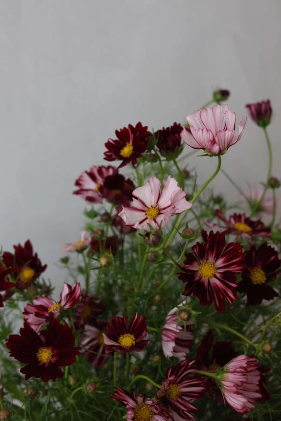 Hover Image of Velouette Cosmos in Campo Di Fiori
