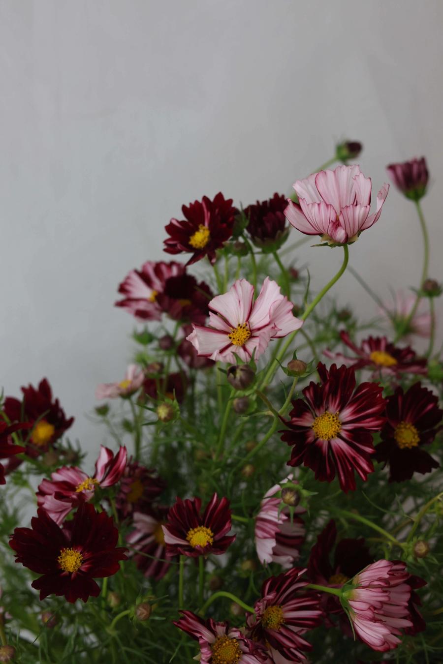 Product image in gallery for Velouette Cosmos in Campo Di Fiori | Item 2