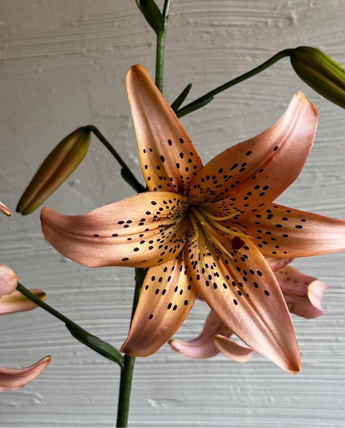 Pink Tiger Lilies