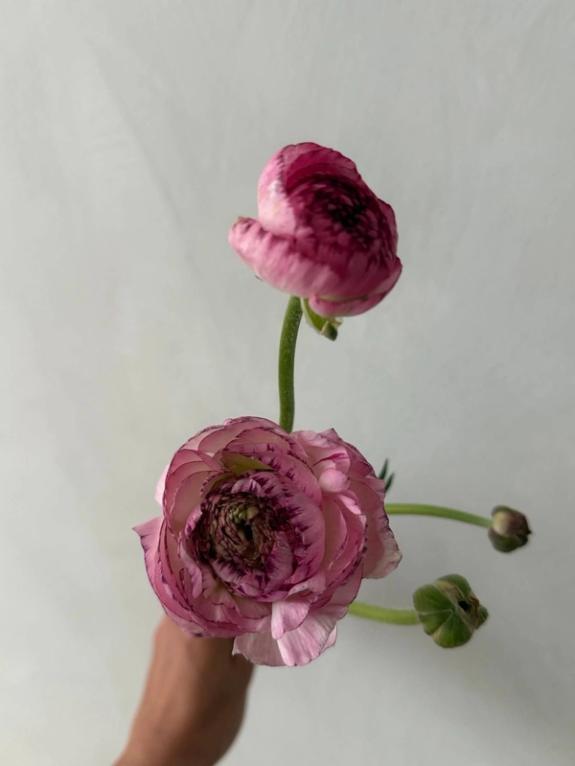 Fox Fodder Flowers image grid container slide 121