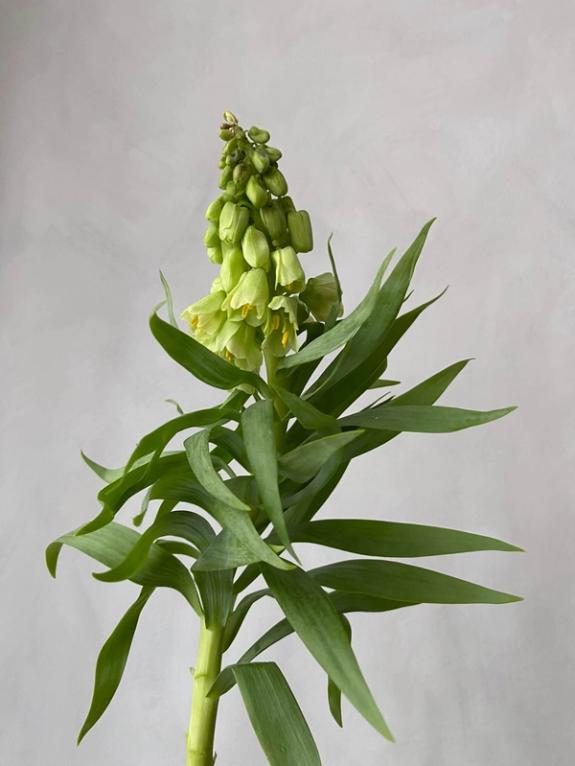 Hover Image of Fritillaria Persica Ivory Bells