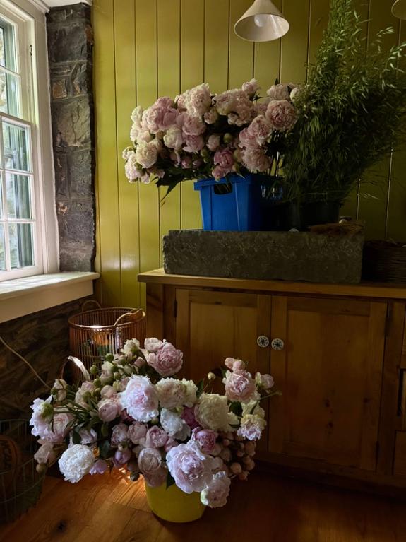 Thumbnail Image of Styer's Peony Bunch