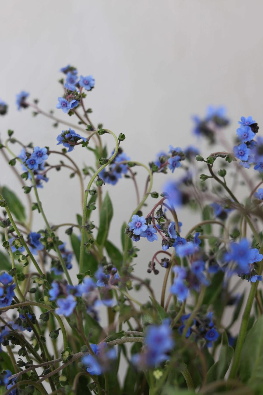 Product image in gallery for Forget Me Not | Item 2