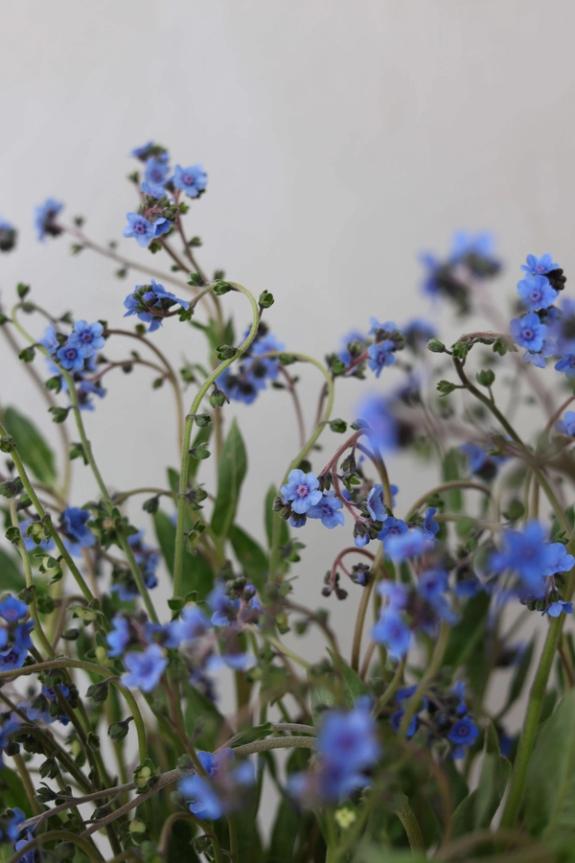 Hover Image of Forget Me Not
