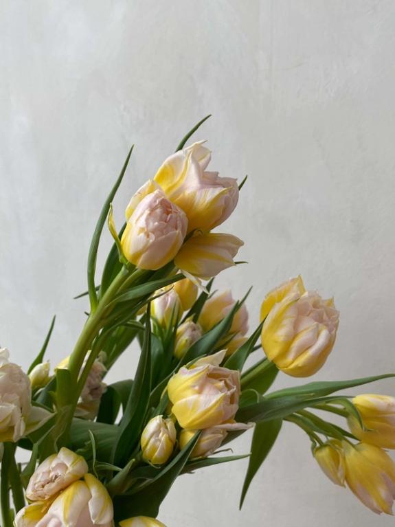Hover Image of Password Tulips on the Bulb