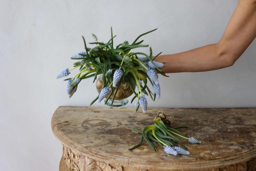 Product image in gallery for La Grande Petite - Muscari on the Bulb | Item 3
