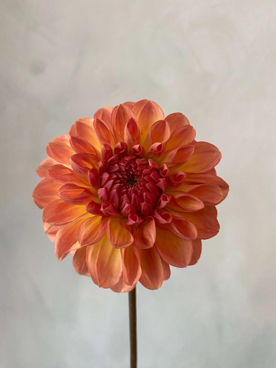 Product image in gallery for Lark's Ebb Dahlias | Item 2