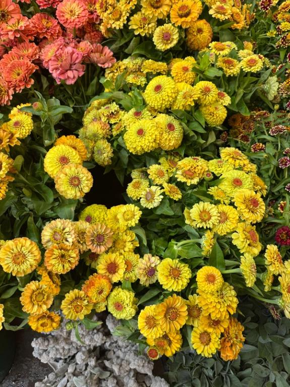 Fox Fodder Flowers image grid container slide 47