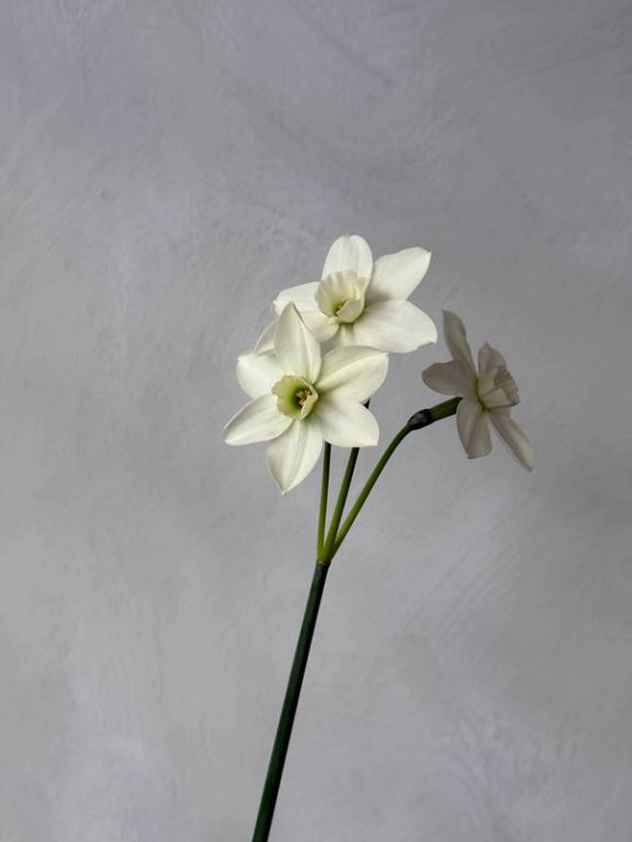 Fox Fodder Flowers image grid container slide 32