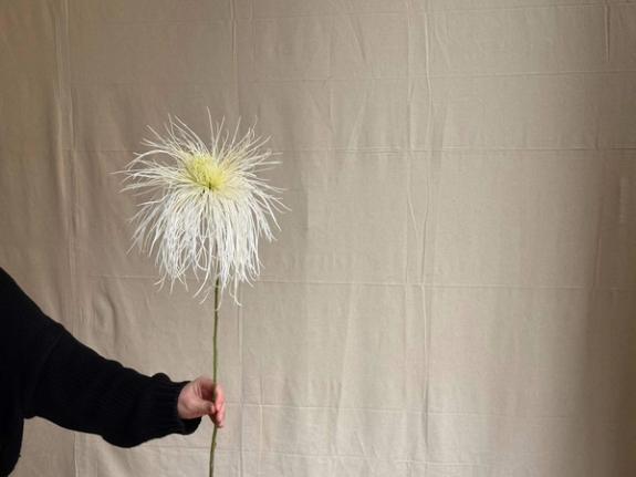 Fox Fodder Flowers image grid container slide 86