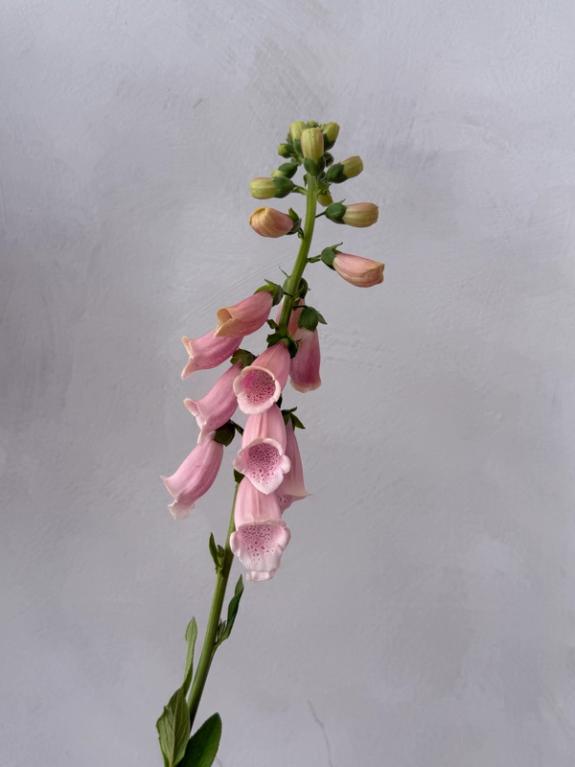 Hover Image of Foxglove - Suttons Apricot