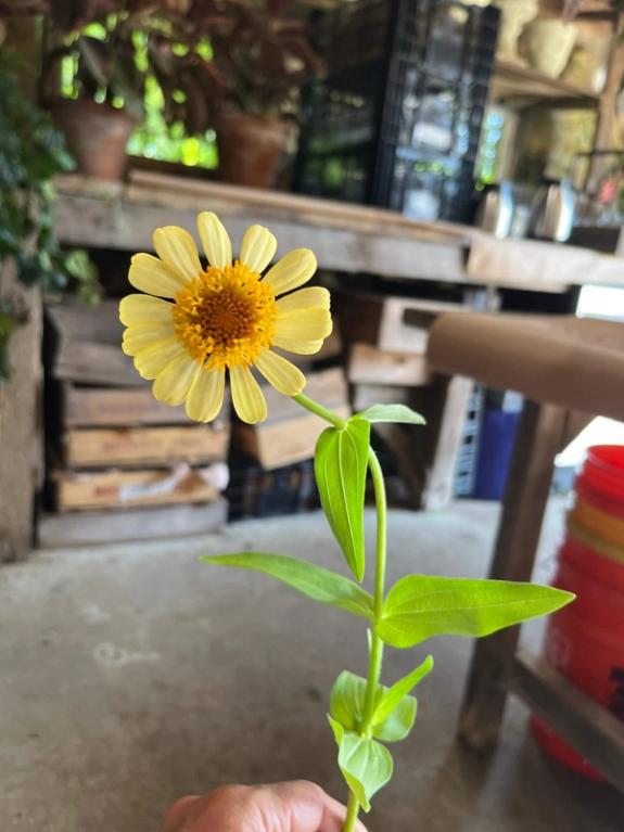 Fox Fodder Flowers image grid container slide 89