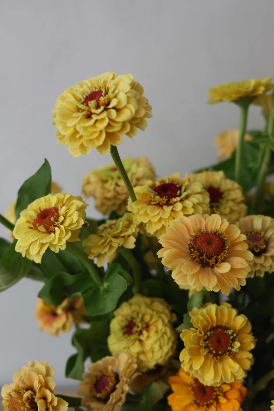 Product image in gallery for Queeny Lemon Peachy Zinnia | Item 2
