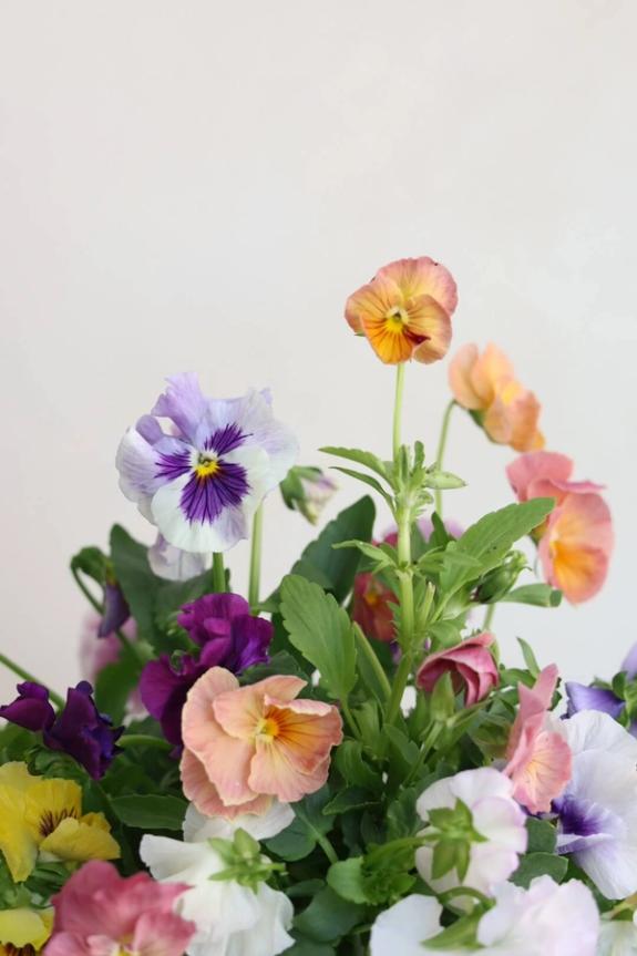 Hover Image of Violas in La Soufflerie
