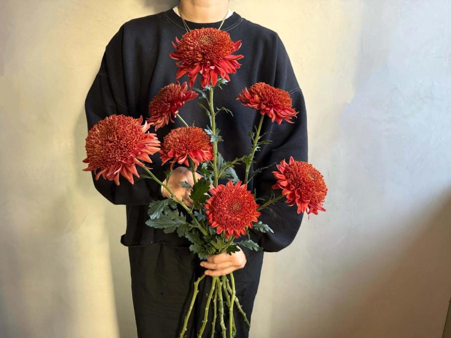 Product image in gallery for Seaton's Ruby Bear Creek Chrysanthemum | Item 2