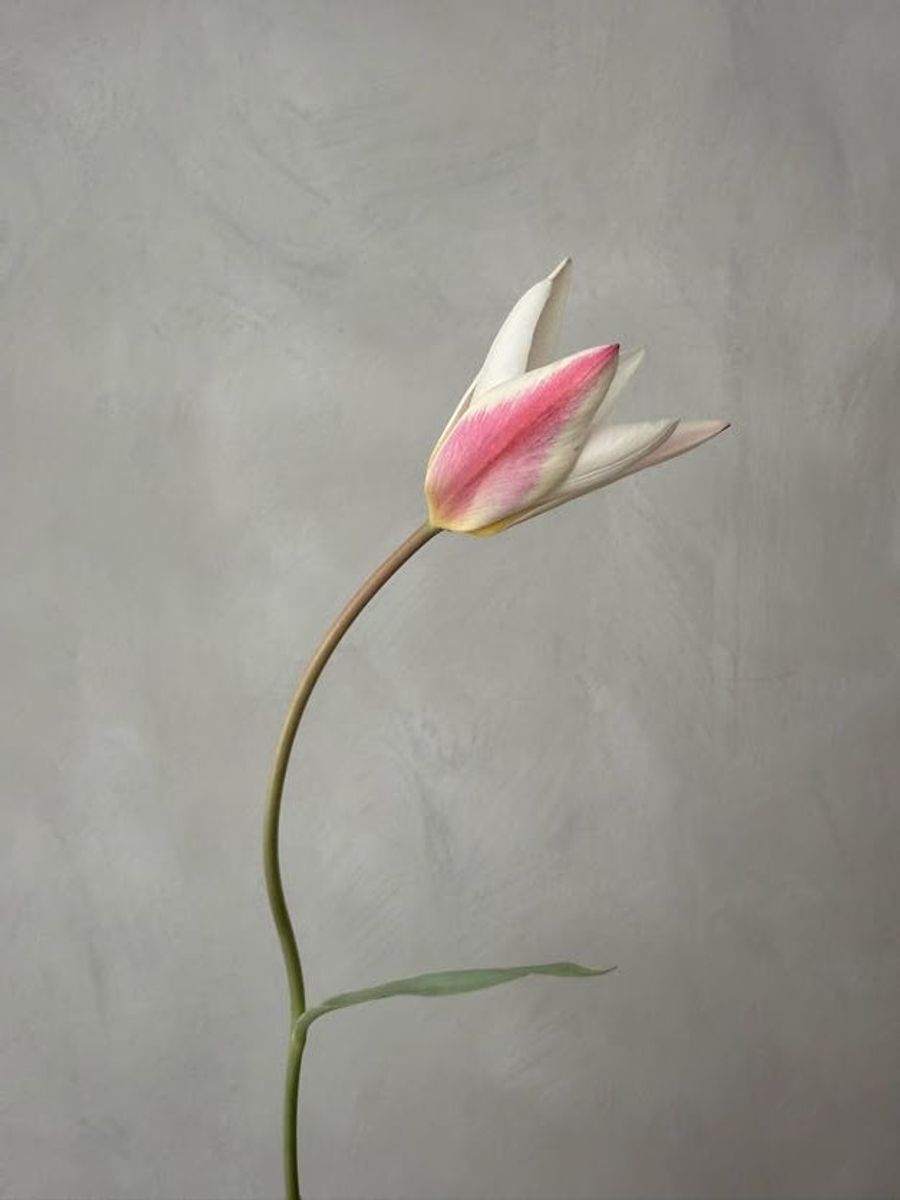 Product image in gallery for Lady Jane Tulip | Item 2