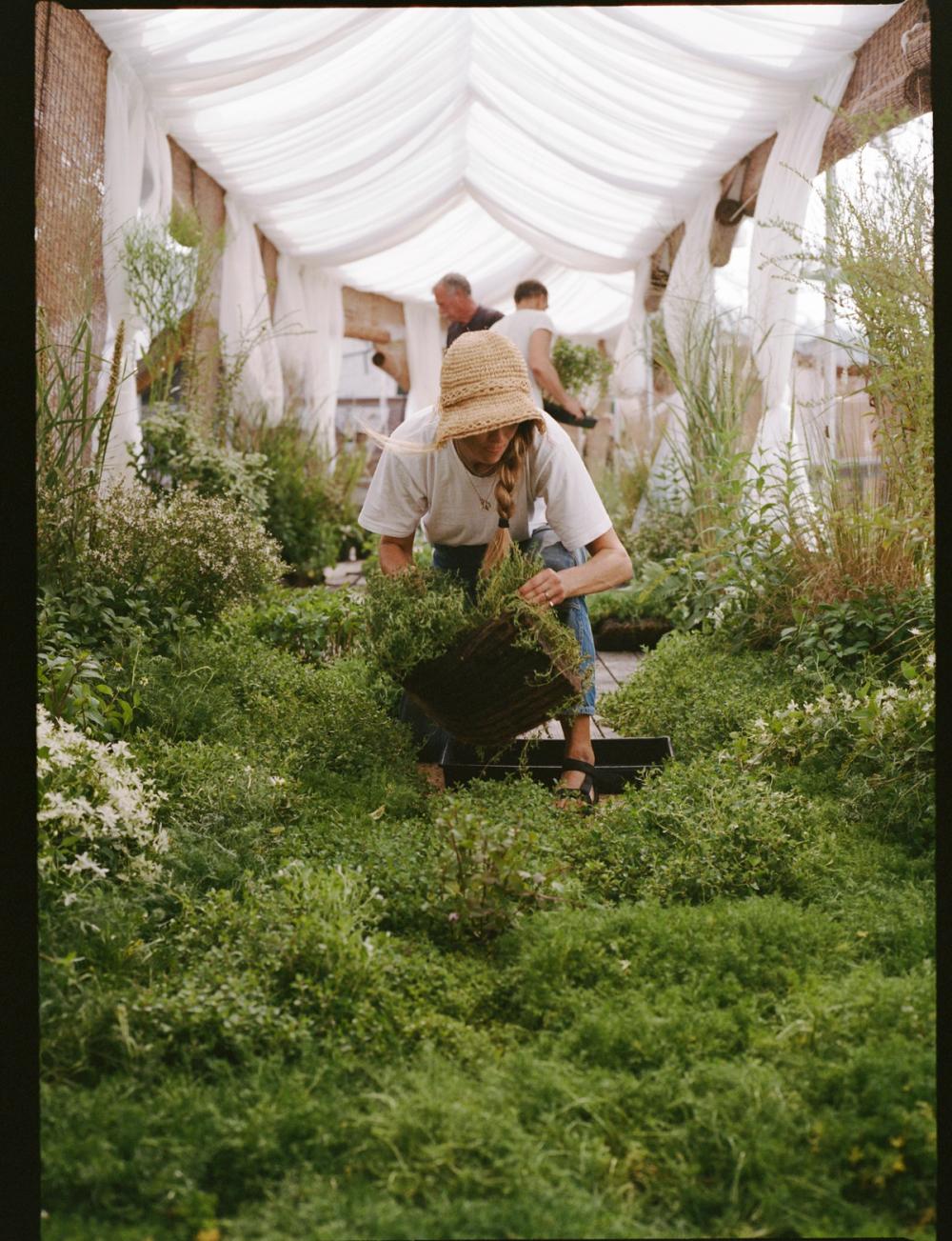 Fox Fodder Flowers inline image with descriptive text