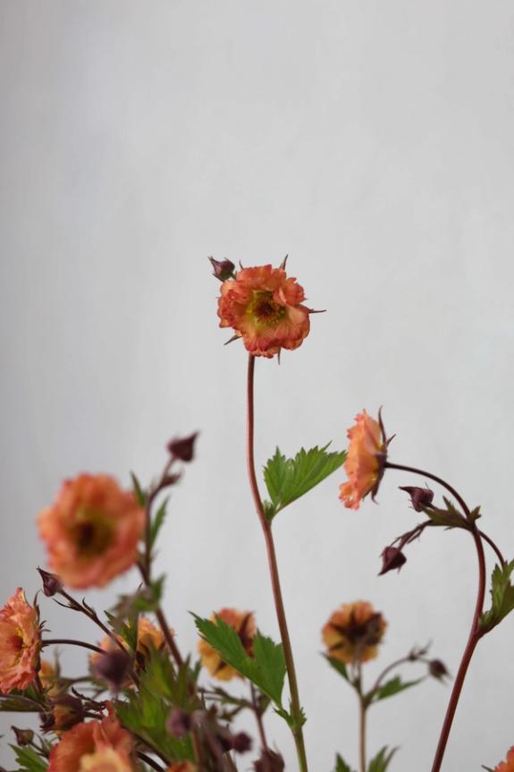 Hover Image of Mai Tai Geum in La Soufflerie