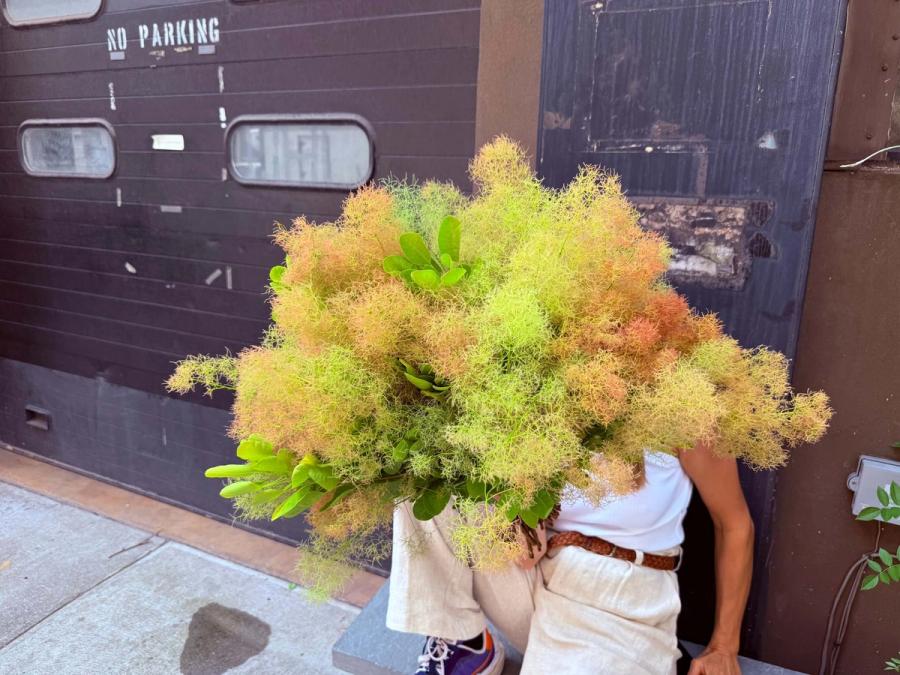 Product image in gallery for Champagne Smoke Bush | Item 4