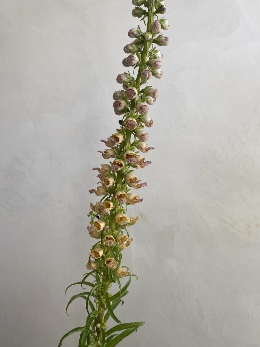 Product image in gallery for Giant Yellow Herold Foxglove | Item 3