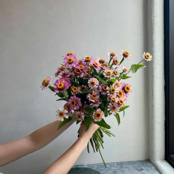 Hover Image of Zinderella Lilac Zinnias