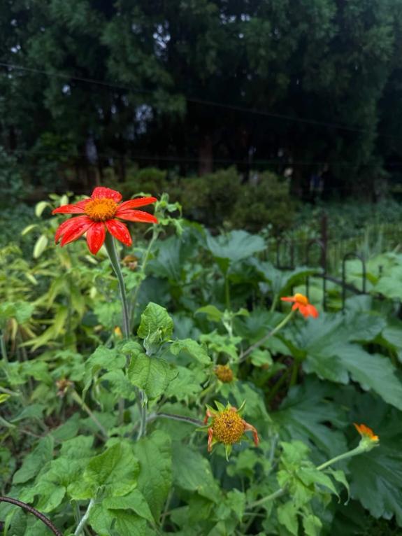 Fox Fodder Flowers image grid container slide 140