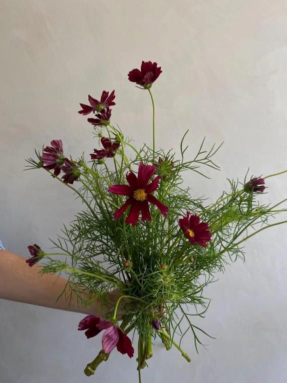 Hover Image of Cosmos Rubenza