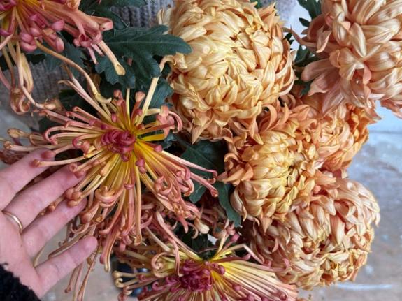Hover Image of Apricot Splendor and Lava Heirloom Chrysanthemums
