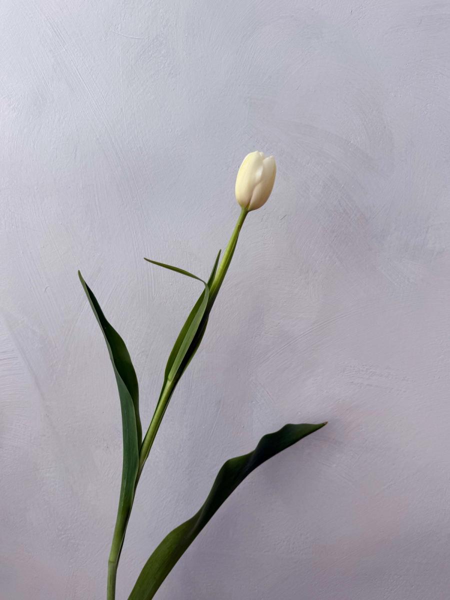 Product image in gallery for Catherine Tulips | Item 2
