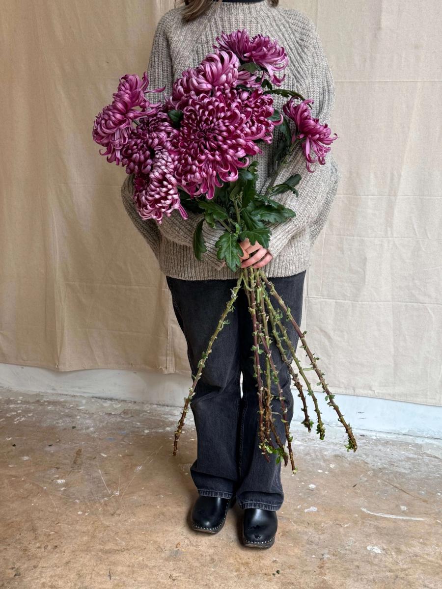 Product image in gallery for Hagonomo Heirloom Chrysanthemums | Item 1