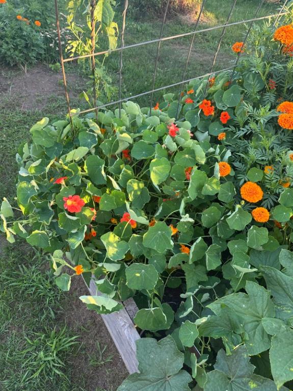 Fox Fodder Flowers image grid container slide 42