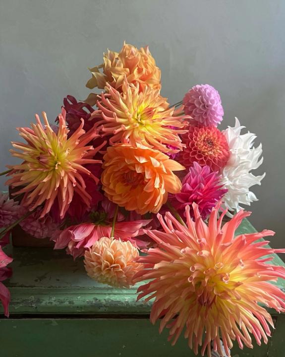 Thumbnail Image of Bear Creek Dahlia Bundle