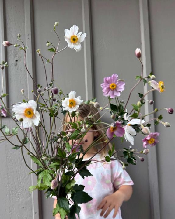 Thumbnail Image of Japanese Anemone