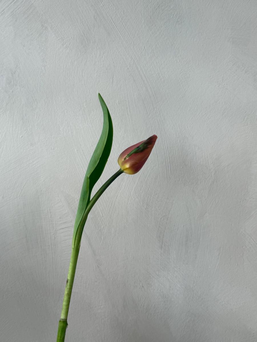 Product image in gallery for Brown Sugar Tulips | Item 3