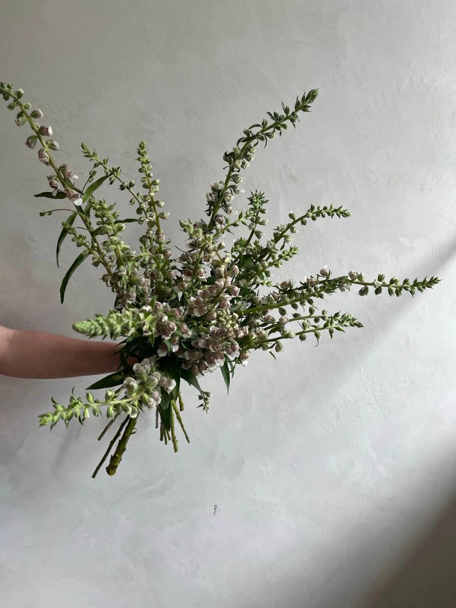 Product image in gallery for Cafe Creme Foxglove | Item 3